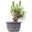 Pinus thunbergii, 14 cm, ± 18 anni