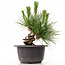 Pinus thunbergii, 14 cm, ± 18 Jahre alt