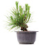 Pinus thunbergii, 14 cm, ± 18 Jahre alt