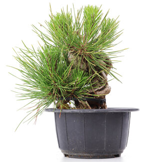 Pinus thunbergii, 14 cm, ± 18 Jahre alt