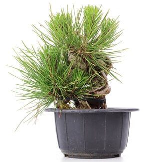 Pinus thunbergii, 14 cm, ± 18 years old