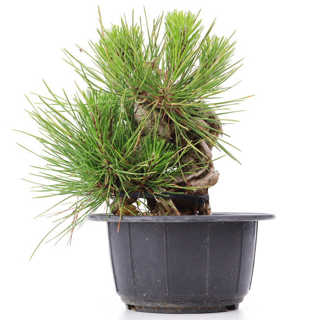 Pinus thunbergii, 14 cm, ± 18 anni