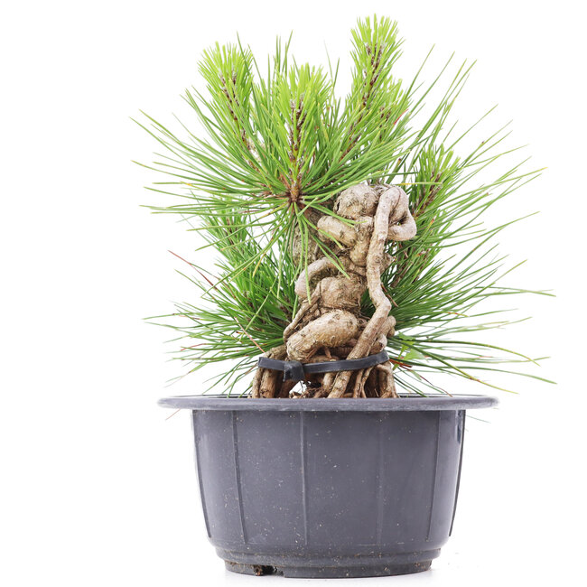 Pinus thunbergii, 14 cm, ± 18 años