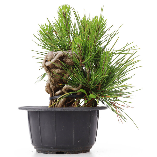 Pinus thunbergii, 14 cm, ± 18 years old