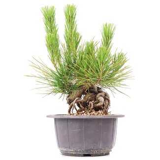 Pinus thunbergii, 15 cm, ± 18 Jahre alt