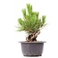 Pinus thunbergii, 15 cm, ± 18 years old