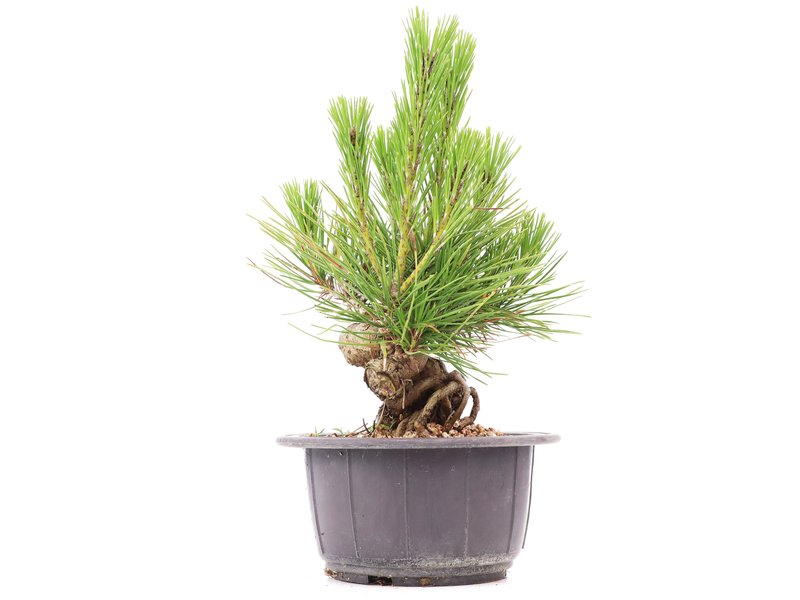 Pinus thunbergii, 15 cm, ± 18 Jahre alt
