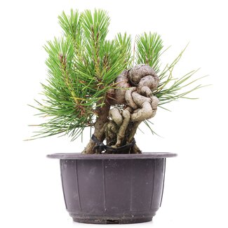 Pinus thunbergii, 13 cm, ± 18 jaar oud