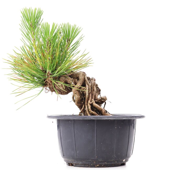 Pinus thunbergii, 13 cm, ± 18 jaar oud