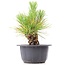 Pinus thunbergii, 13 cm, ± 18 anni