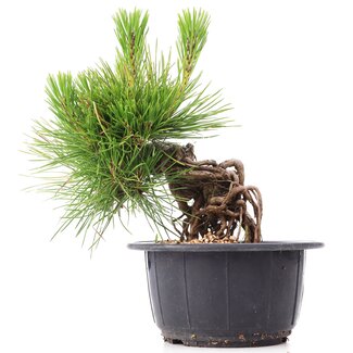 Pinus thunbergii, 14 cm, ± 18 jaar oud