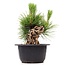 Pinus thunbergii, 14 cm, ± 18 jaar oud