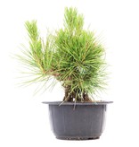 Pinus thunbergii, 14 cm, ± 18 jaar oud