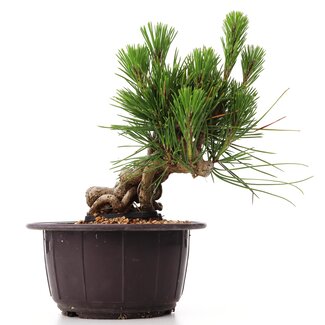 Pinus thunbergii, 15 cm, ± 18 jaar oud