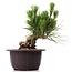 Pinus thunbergii, 15 cm, ± 18 Jahre alt