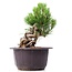 Pinus thunbergii, 15 cm, ± 18 Jahre alt