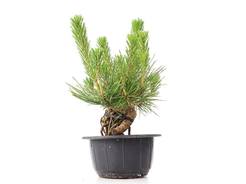 Pinus thunbergii, 14 cm, ± 18 jaar oud