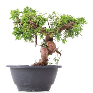 Juniperus chinensis Itoigawa, 19,5 cm, ± 10 años