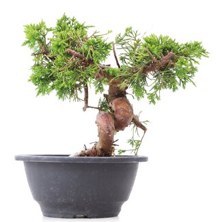 Juniperus chinensis Itoigawa, 19,5 cm, ± 10 years old