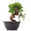 Juniperus chinensis Itoigawa, 19,5 cm, ± 10 anni