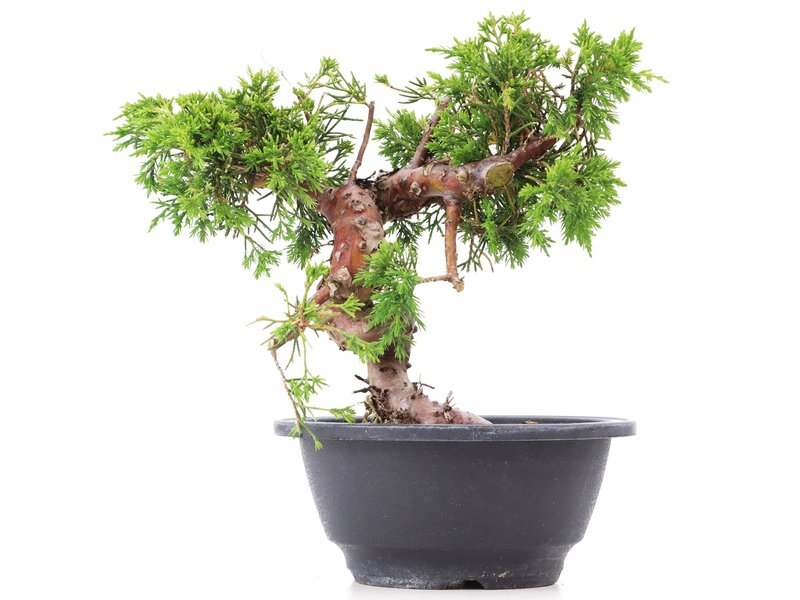 Juniperus chinensis Itoigawa, 19,5 cm, ± 10 jaar oud