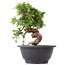 Juniperus chinensis Itoigawa, 19,5 cm, ± 10 anni