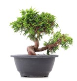 Juniperus chinensis Itoigawa, 17 cm, ± 10 Jahre alt