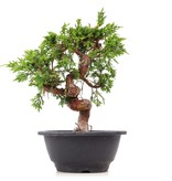 Juniperus chinensis Itoigawa, 22,5 cm, ± 10 Jahre alt