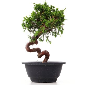 Juniperus chinensis Itoigawa, 22,5 cm, ± 10 años