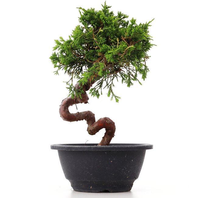 Juniperus chinensis Itoigawa, 22,5 cm, ± 10 jaar oud