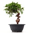 Juniperus chinensis Itoigawa, 22,5 cm, ± 10 anni