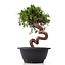 Juniperus chinensis Itoigawa, 22,5 cm, ± 10 anni