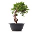 Juniperus chinensis Itoigawa, 22,5 cm, ± 10 jaar oud