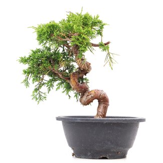 Juniperus chinensis Itoigawa, 19,5 cm, ± 10 jaar oud