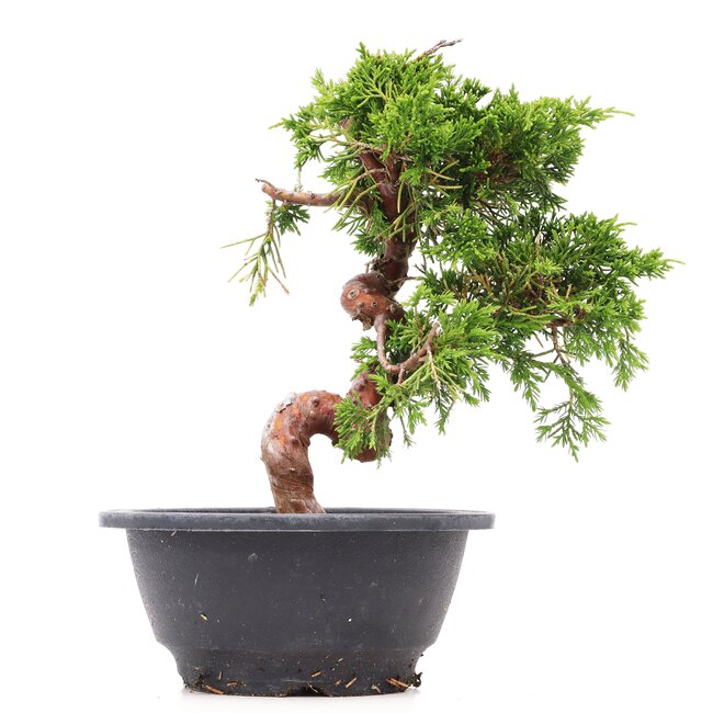 Juniperus chinensis Itoigawa, 19,5 cm, ± 10 jaar oud