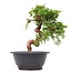 Juniperus chinensis Itoigawa, 19,5 cm, ± 10 anni