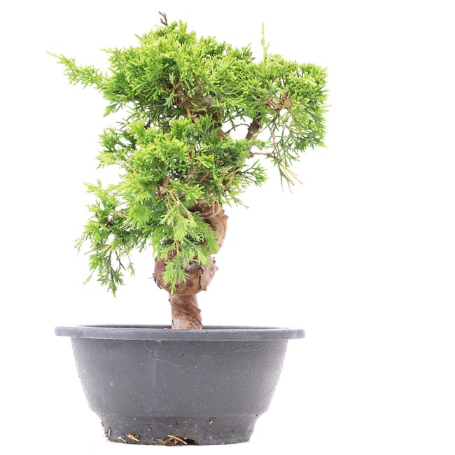 Juniperus chinensis Itoigawa, 19,5 cm, ± 10 ans