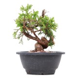 Juniperus chinensis Itoigawa, 17,5 cm, ± 10 jaar oud