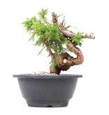 Juniperus chinensis Itoigawa, 17,5 cm, ± 10 jaar oud