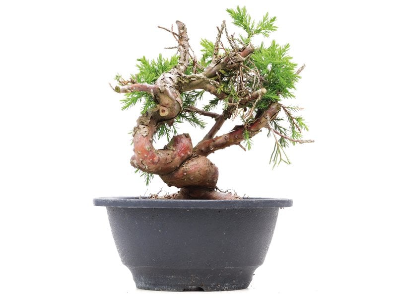Juniperus chinensis Itoigawa, 17,5 cm, ± 10 Jahre alt
