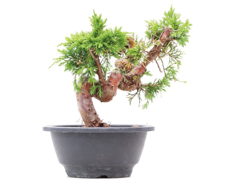 Juniperus chinensis Itoigawa, 21 cm, ± 10 jaar oud