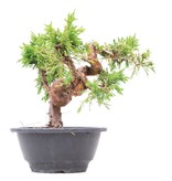 Juniperus chinensis Itoigawa, 21 cm, ± 10 Jahre alt
