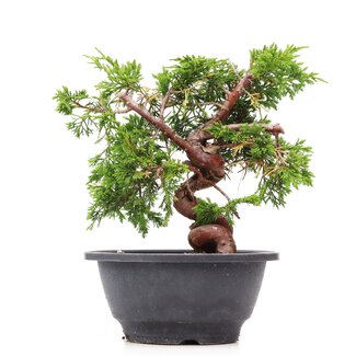 Juniperus chinensis Itoigawa, 19,5 cm, ± 10 jaar oud