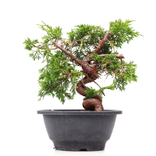 Juniperus chinensis Itoigawa, 19,5 cm, ± 10 Jahre alt