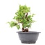 Juniperus chinensis Itoigawa, 19,5 cm, ± 10 jaar oud