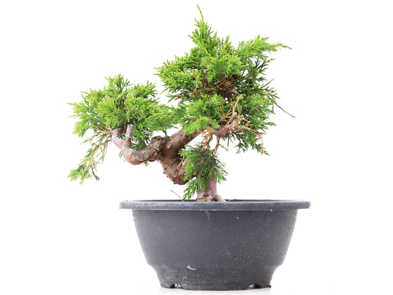 Juniperus chinensis Itoigawa, 18 cm, ± 10 Jahre alt