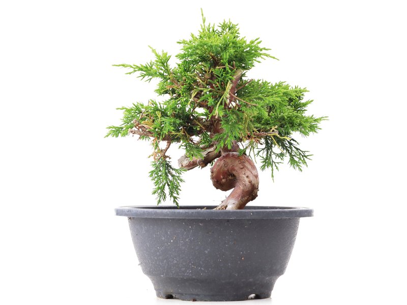 Juniperus chinensis Itoigawa, 18 cm, ± 10 jaar oud