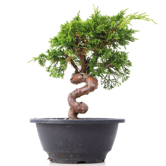 Juniperus chinensis Itoigawa, 19,5 cm, ± 10 anni