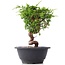 Juniperus chinensis Itoigawa, 19,5 cm, ± 10 jaar oud