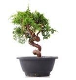 Juniperus chinensis Itoigawa, 19,5 cm, ± 10 jaar oud